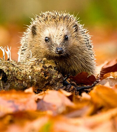 Herfst Deal